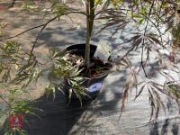ACER PALMATUM GARNET (LACELEAF JAPANESE - 3