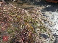 ACER PALMATUM GARNET (LACELEAF JAPANESE - 4