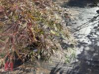 ACER PALMATUM GARNET (LACELEAF JAPANESE - 5