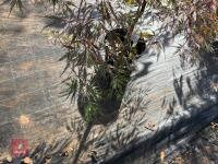 ACER PALMATUM GARNET (LACELEAF JAPANESE - 8