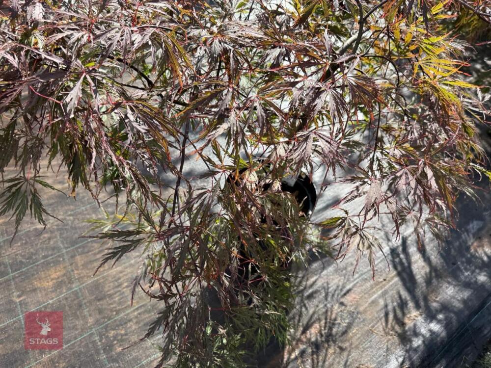 ACER PALMATUM GARNET (LACELEAF JAPANESE