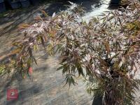 ACER PALMATUM GARNET (LACELEAF JAPANESE - 9