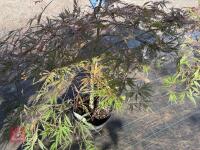 ACER PALMATUM GARNET (LACELEAF JAPANESE - 10