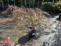 ACER PALMATUM GARNET (LACELEAF JAPANESE - 12