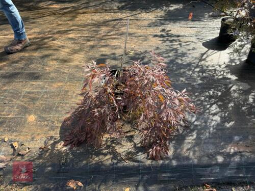 ACER PALMATUM GARNET (LACELEAF JAPANESE