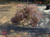 ACER PALMATUM GARNET (LACELEAF JAPANESE - 2