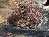 ACER PALMATUM GARNET (LACELEAF JAPANESE - 3