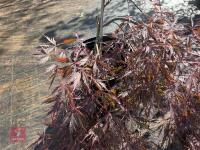 ACER PALMATUM GARNET (LACELEAF JAPANESE - 4