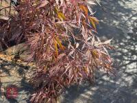 ACER PALMATUM GARNET (LACELEAF JAPANESE - 5