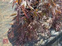 ACER PALMATUM GARNET (LACELEAF JAPANESE - 6