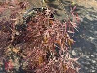 ACER PALMATUM GARNET (LACELEAF JAPANESE - 8