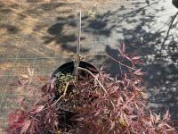 ACER PALMATUM GARNET (LACELEAF JAPANESE - 10
