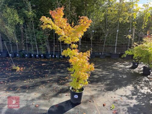 ACER PALMATUM ORANGE DREAM (ORANGE DREAM