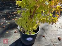 ACER PALMATUM ORANGE DREAM (ORANGE DREAM - 2