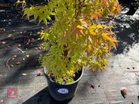 ACER PALMATUM ORANGE DREAM (ORANGE DREAM - 3