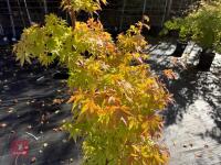 ACER PALMATUM ORANGE DREAM (ORANGE DREAM - 4