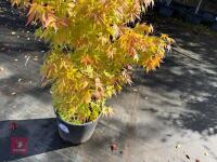 ACER PALMATUM ORANGE DREAM (ORANGE DREAM - 6