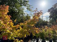ACER PALMATUM ORANGE DREAM (ORANGE DREAM - 8