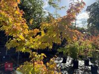 ACER PALMATUM ORANGE DREAM (ORANGE DREAM - 9