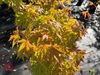 ACER PALMATUM ORANGE DREAM (ORANGE DREAM - 11