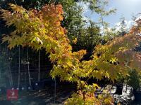 ACER PALMATUM ORANGE DREAM (ORANGE DREAM - 12