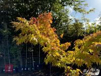 ACER PALMATUM ORANGE DREAM (ORANGE DREAM - 13