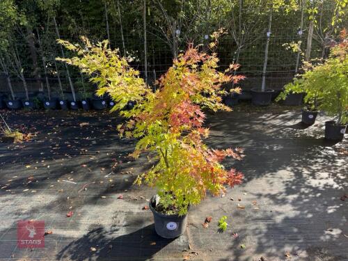 ACER PALMATUM ORANGE DREAM (ORANGE DREAM