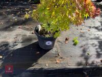 ACER PALMATUM ORANGE DREAM (ORANGE DREAM - 2