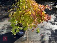 ACER PALMATUM ORANGE DREAM (ORANGE DREAM - 3