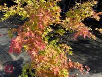 ACER PALMATUM ORANGE DREAM (ORANGE DREAM - 6