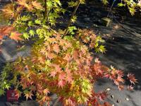 ACER PALMATUM ORANGE DREAM (ORANGE DREAM - 7