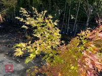 ACER PALMATUM ORANGE DREAM (ORANGE DREAM - 8