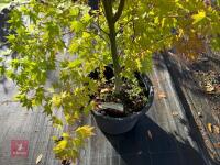 ACER PALMATUM ORANGE DREAM (ORANGE DREAM - 10