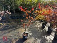 ACER PALMATUM BLOODGOOD (BLOODGOOD JAPAN
