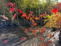 ACER PALMATUM BLOODGOOD (BLOODGOOD JAPAN - 3