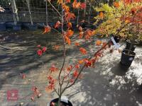 ACER PALMATUM BLOODGOOD (BLOODGOOD JAPAN - 4