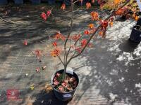 ACER PALMATUM BLOODGOOD (BLOODGOOD JAPAN - 5