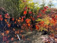 ACER PALMATUM BLOODGOOD (BLOODGOOD JAPAN - 6
