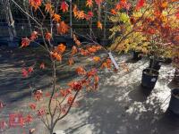 ACER PALMATUM BLOODGOOD (BLOODGOOD JAPAN - 7