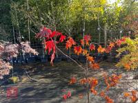 ACER PALMATUM BLOODGOOD (BLOODGOOD JAPAN - 8