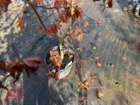 ACER PALMATUM BLOODGOOD (BLOODGOOD JAPAN - 9