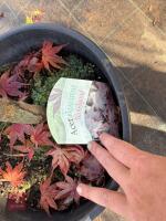 ACER PALMATUM BLOODGOOD (BLOODGOOD JAPAN - 10