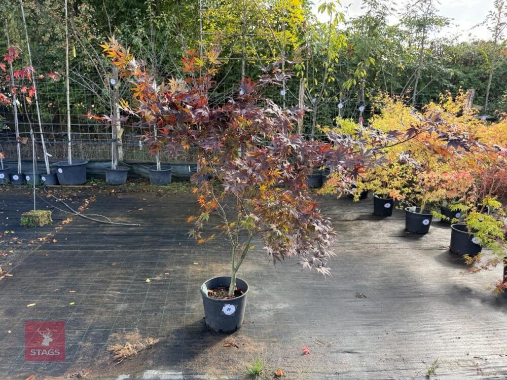 ACER PALMATUM BLOODGOOD (BLOODGOOD JAPAN