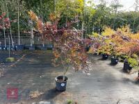 ACER PALMATUM BLOODGOOD (BLOODGOOD JAPAN