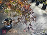 ACER PALMATUM BLOODGOOD (BLOODGOOD JAPAN - 2