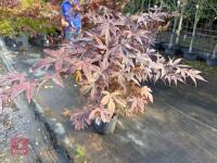 ACER PALMATUM BLOODGOOD (BLOODGOOD JAPAN - 3