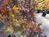 ACER PALMATUM BLOODGOOD (BLOODGOOD JAPAN - 5