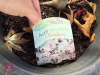 ACER PALMATUM BLOODGOOD (BLOODGOOD JAPAN - 8