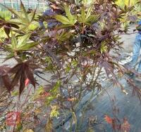 ACER PALMATUM BLOODGOOD (BLOODGOOD JAPAN - 10