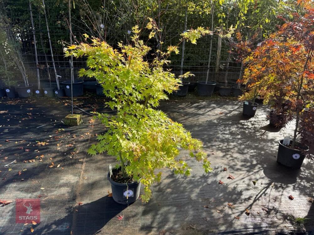 ACER PALMATUM ORANGE DREAM (ORANGE DREAM